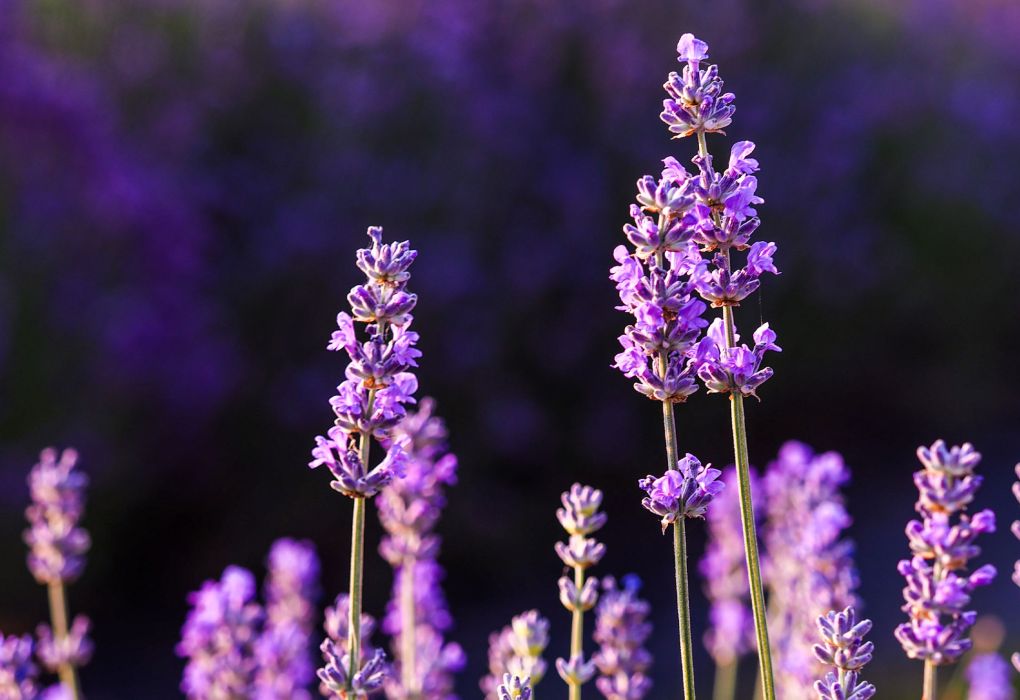 Nahaufnahme von lila blühenden Lavendelblüten auf einem Feld im Sonnenlicht