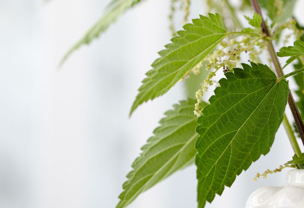 Frisches grünes Brennnesselblatt in Nahaufnahme.