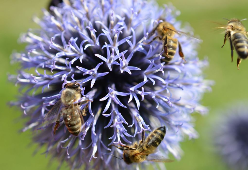 Lila Blüte mit mehreren Bienen in Nahaufnahme
