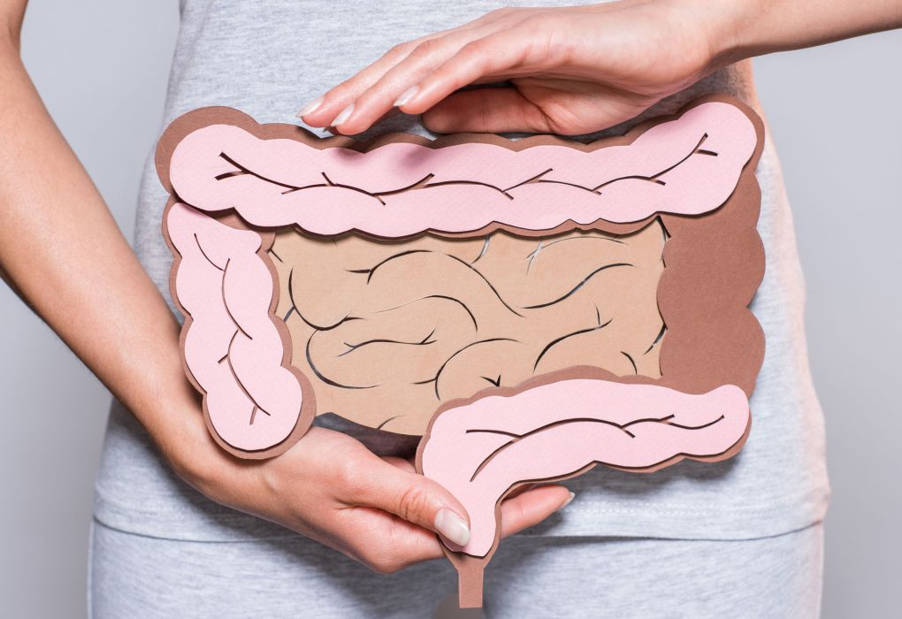 Person hält ein anatomisches Modell des Darms vor den Bauch