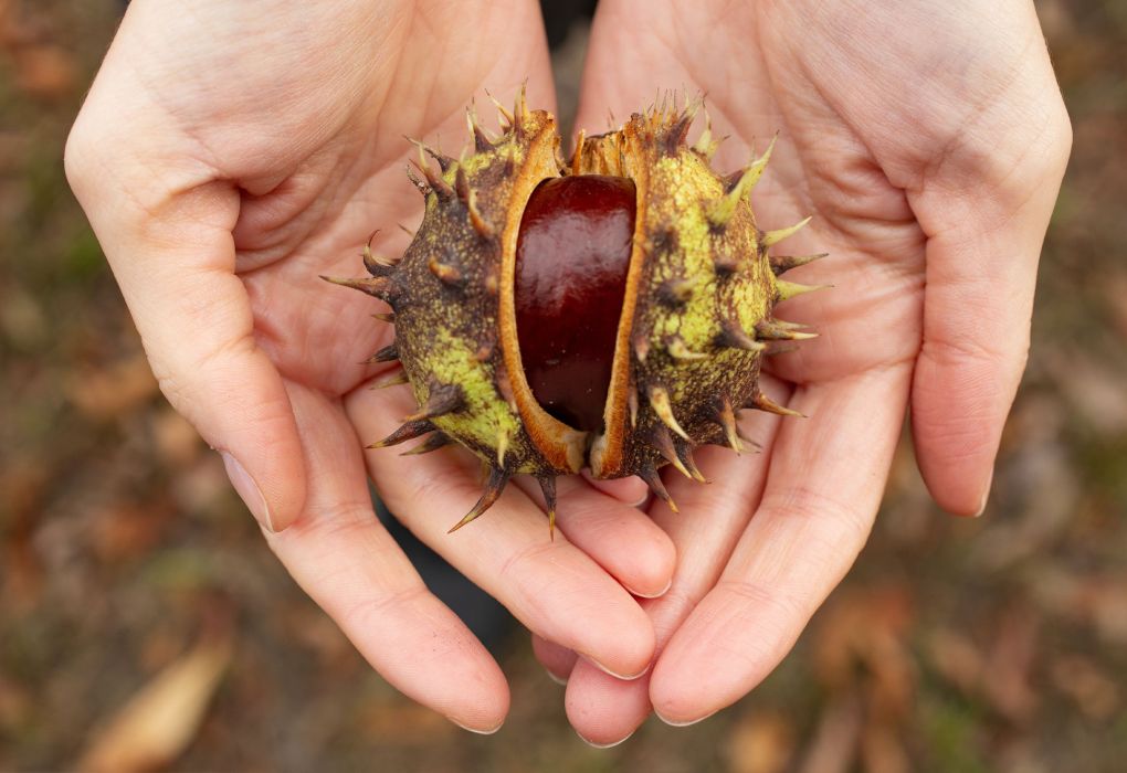 Zwei Hände halten eine frisch geöffnete Kastanie mit stacheliger Schale im Freien