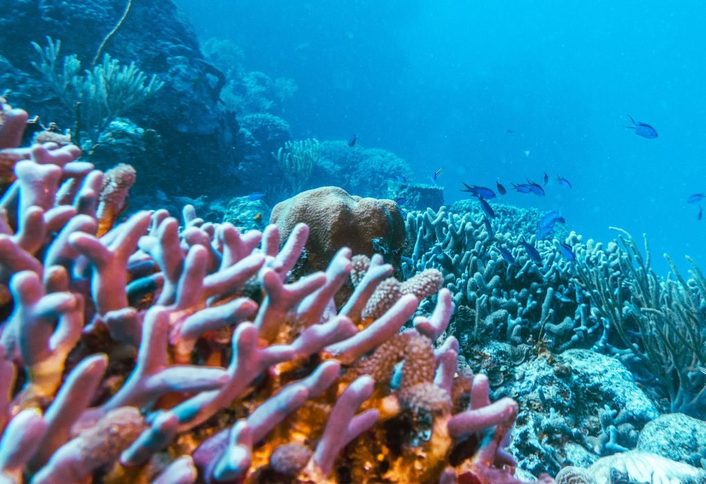 Lebendige Korallenriffe mit Fischen unter Wasser in tropischem Meer