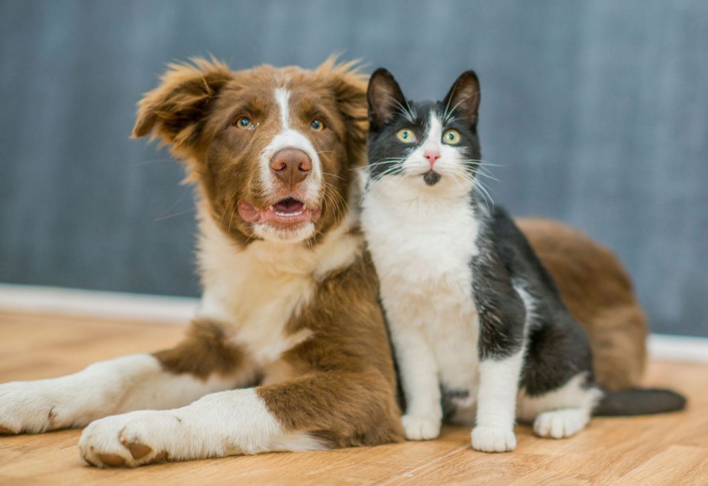 Katze und Hund sitzen nebeneinander