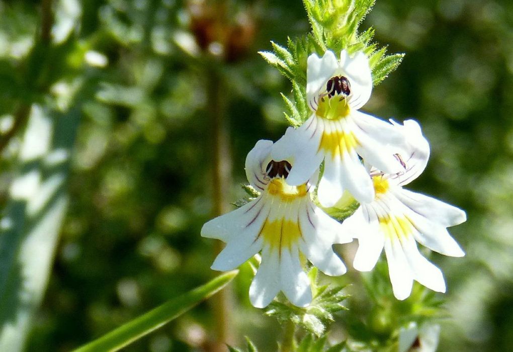 Blühende Augentrost-Pflanze (Euphrasia) in Nahaufnahme