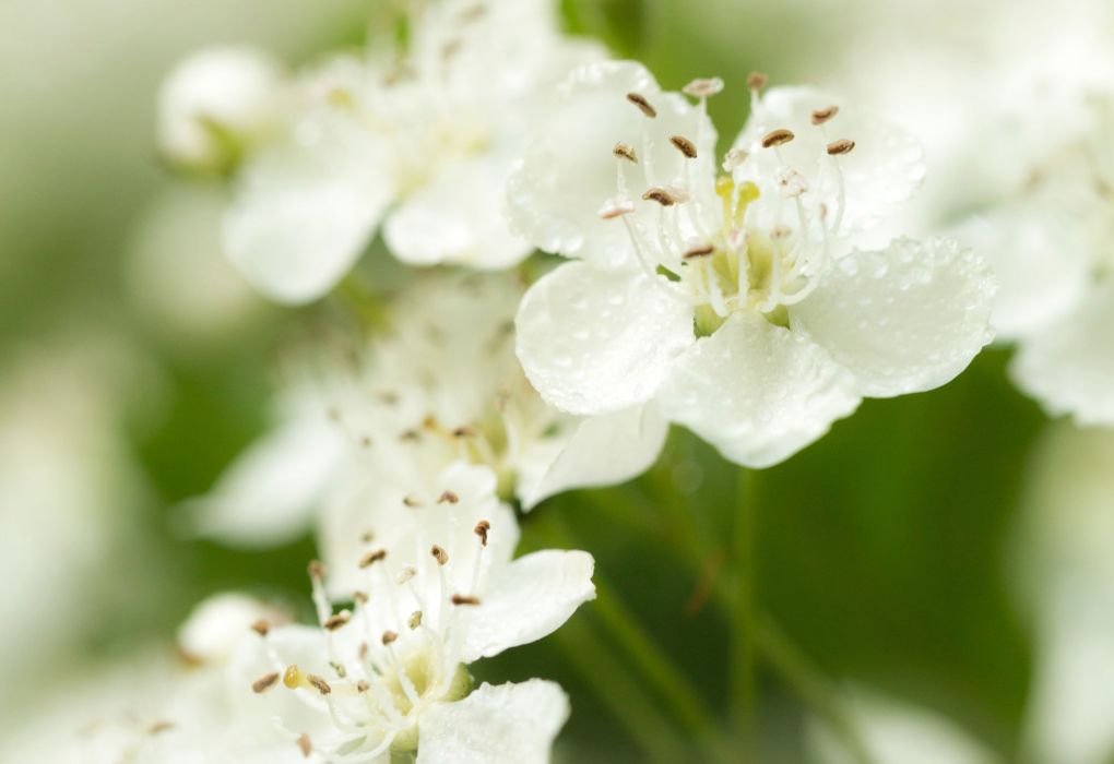 Nahaufnahme von weißen Weißdornblüten in voller Blüte.