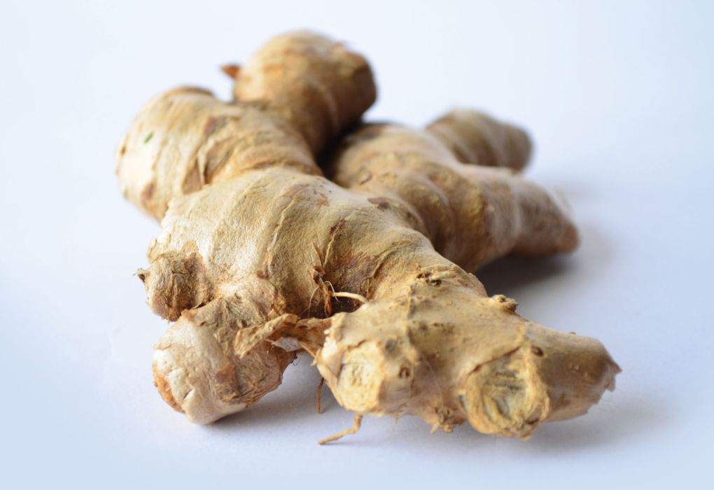 Frische Ingwerknollen auf weißem Hintergrund