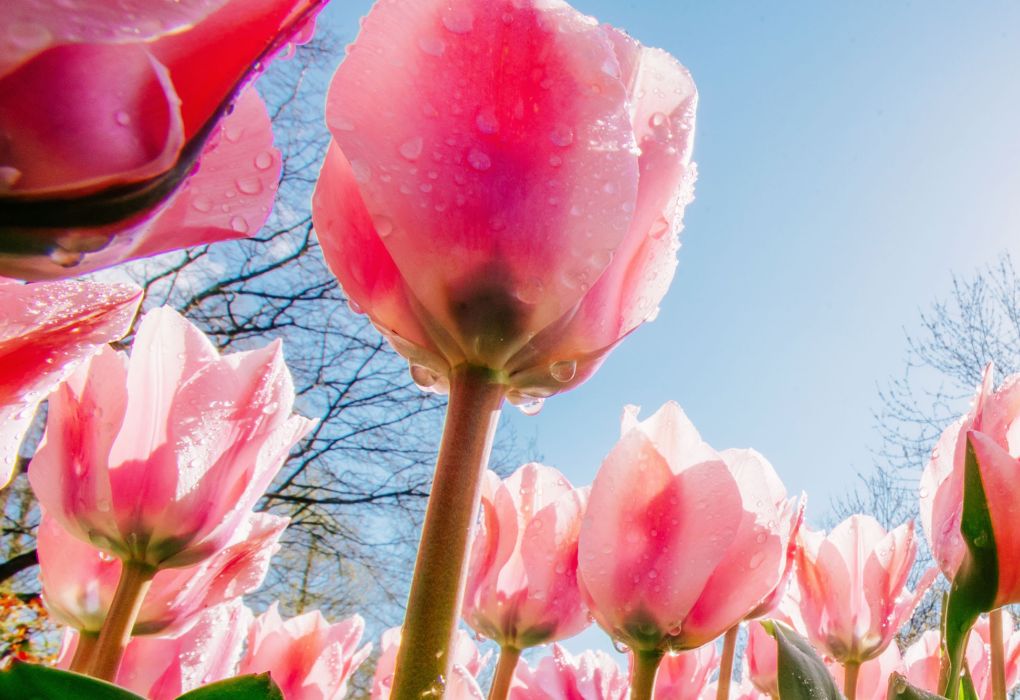 Rosa und rote Tulpen blühen im Sonnenschein vor blauem Himmel