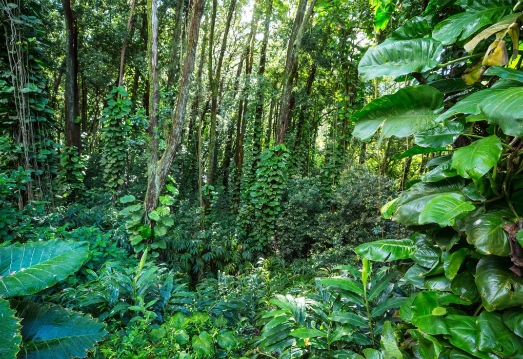 Regenwald mit Bäume und Sträuche