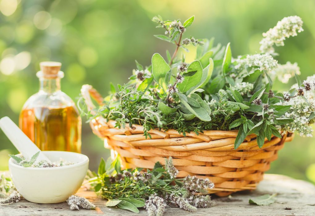 Korb gefüllt mit frischen Heilkräutern, daneben Flasche mit Kräuteröl im Garten