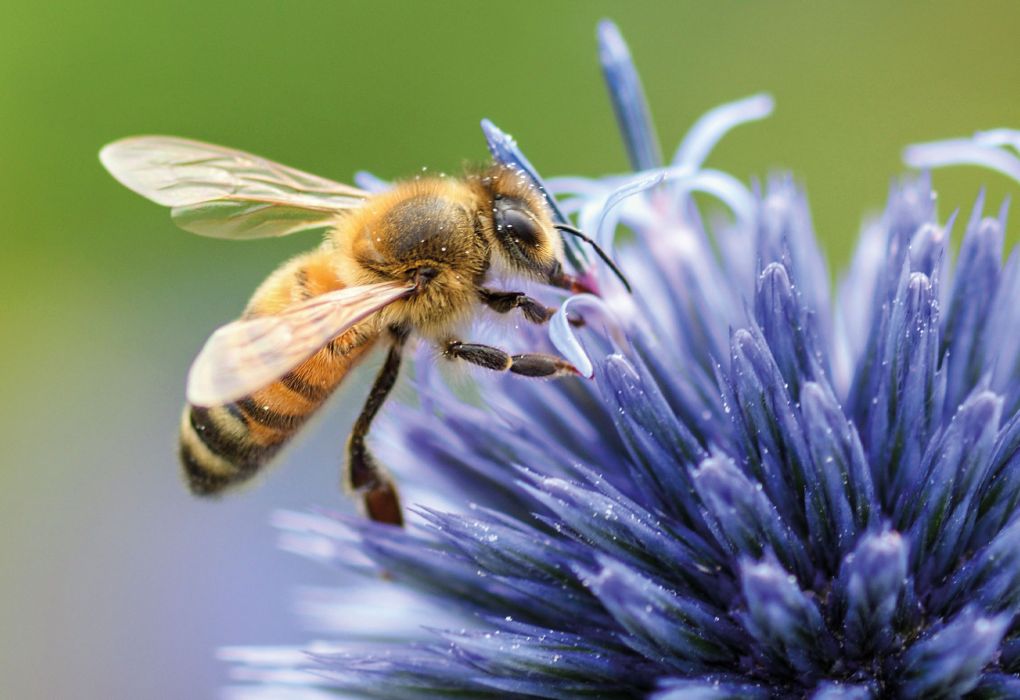 Nahaufnahme einer Honigbiene, die auf einer lila Blüte Nektar sammelt
