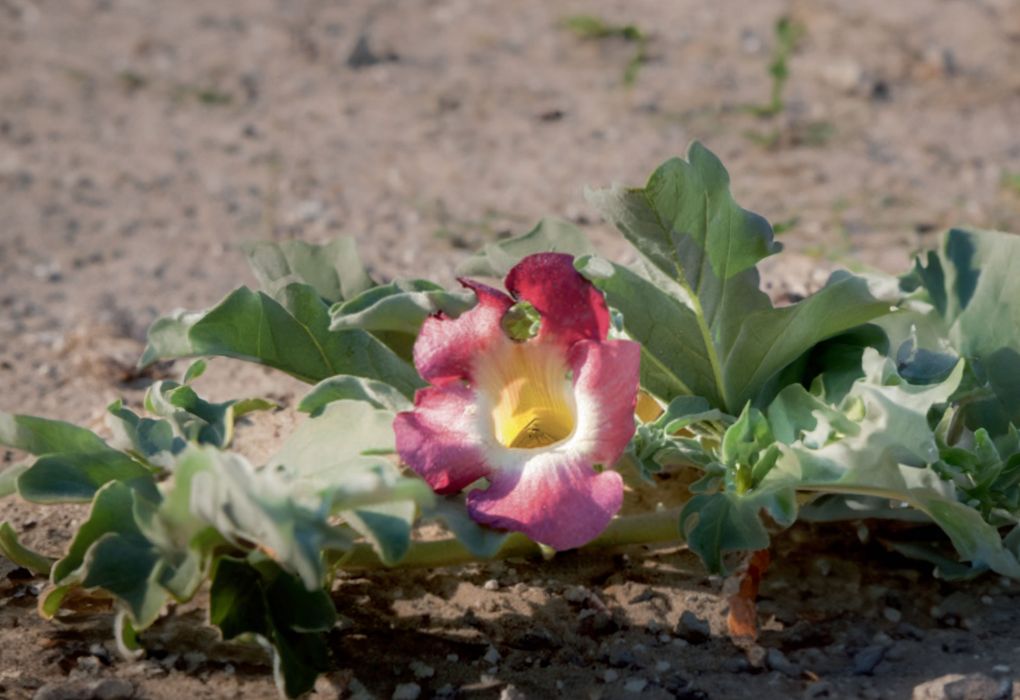 Blühende Teufelskralle-Pflanze mit grünen Blättern und rosa Blüte auf trockenem Boden
