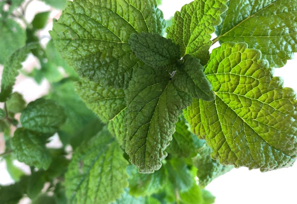 Grünes Blattwerk einer Melissepflanze in Nahaufnahme im natürlichen Licht