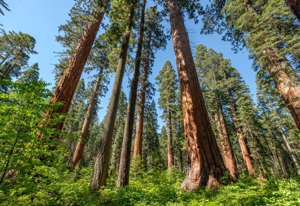 Hohe, kräftige Baumstämme ragen in den Himmel, Blickwinkel aus der Froschperspektive im grünen Wald