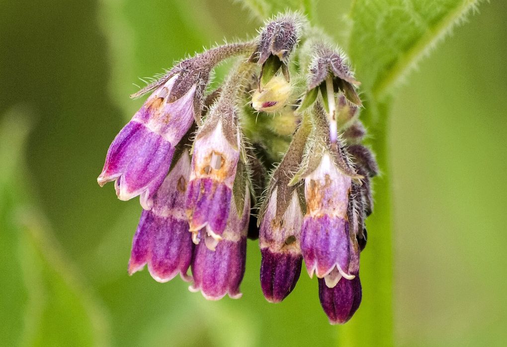 Lila Blüte der Beinwellpflanze im Grünen.