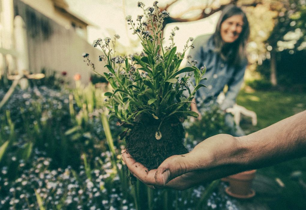 Eine ausgestreckte Hand mit einer Blume darauf.