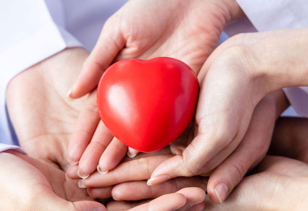 Hände halten ein rotes Herzmodell gemeinsam