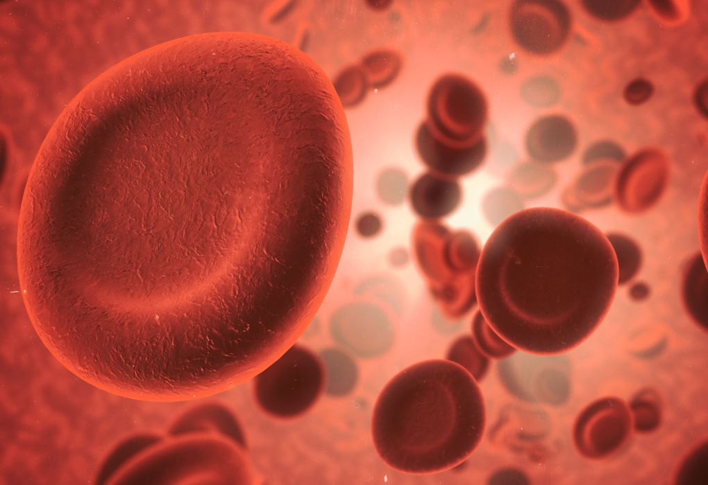 Mikroskopische Darstellung von roten Blutkörperchen mit Eisenmolekülen