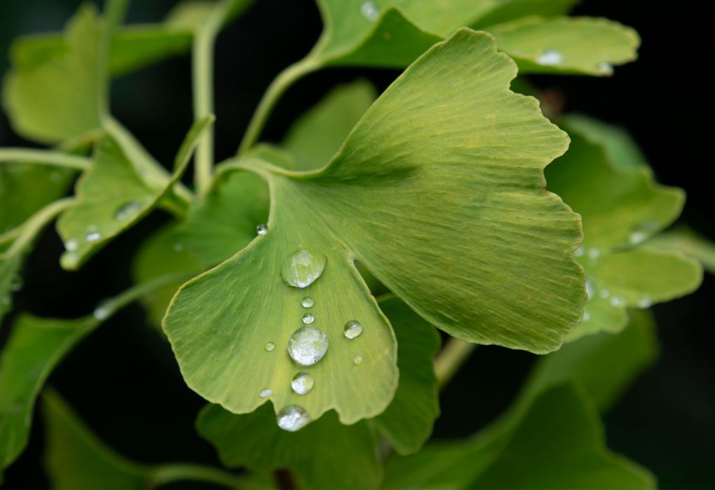 Grüne Gingko-Blätter mit Wassertropfen in Nahaufnahme