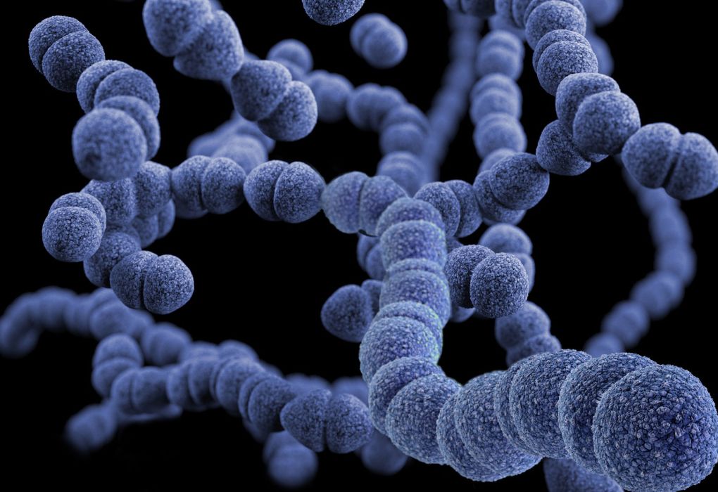 Mikroskopische Aufnahme von Bakterien