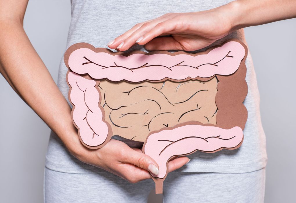 Person hält ein anatomisches Modell des Darms vor den Bauch, Symbol für Verdauungsgesundheit