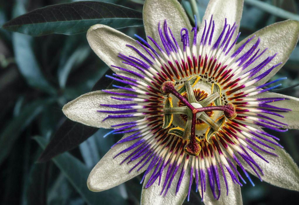 Passionsblume geöffnet