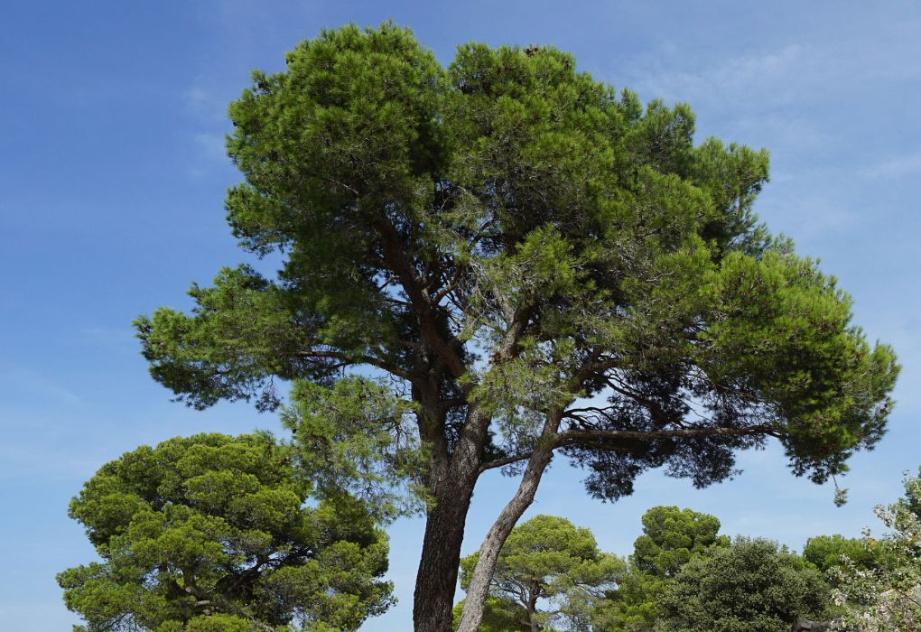 Großer Pinienbaum mit ausladender Krone vor blauem Himmel.