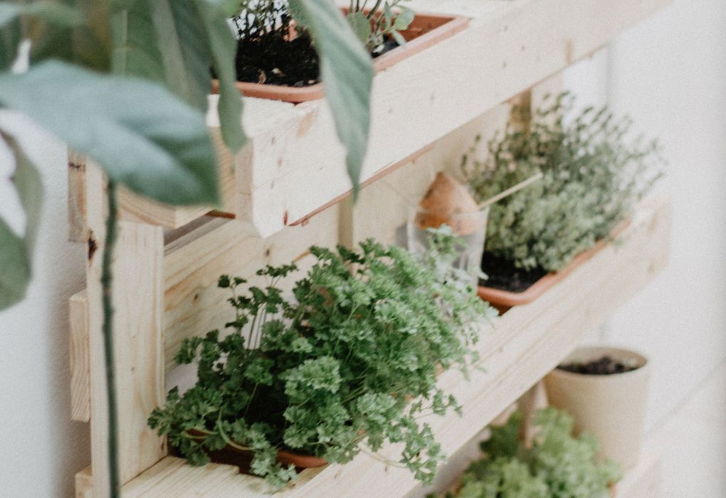 Verschiedene Kräuter wie Basilikum und Thymian wachsen in weißen Pflanzkästen in der Küche