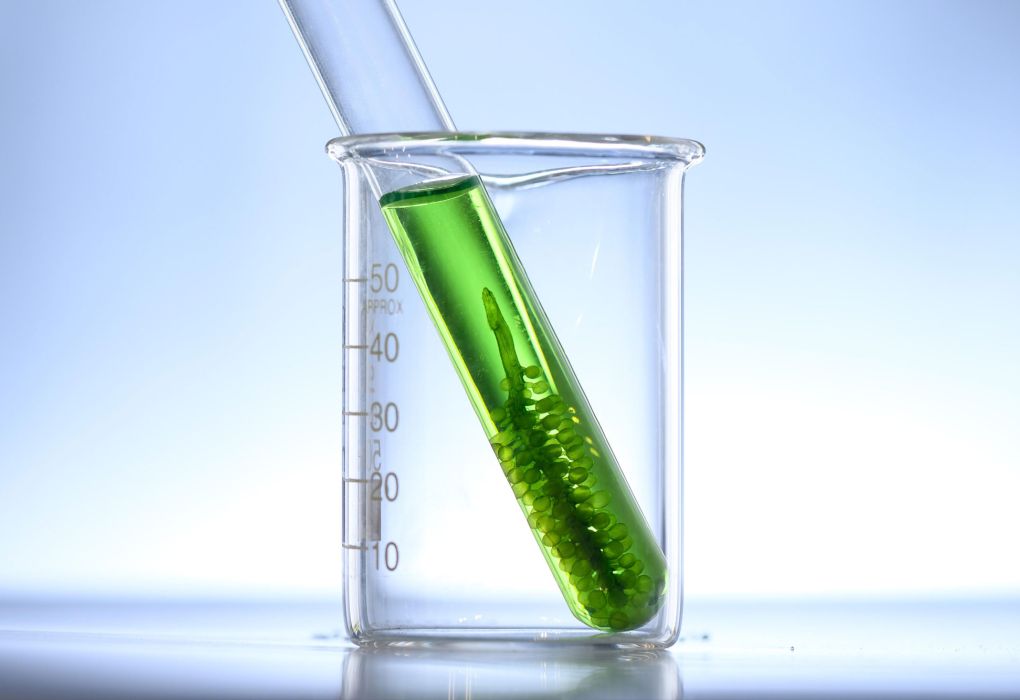 Algen in einem Glasgefäß, Symbol für pflanzliche Medizin