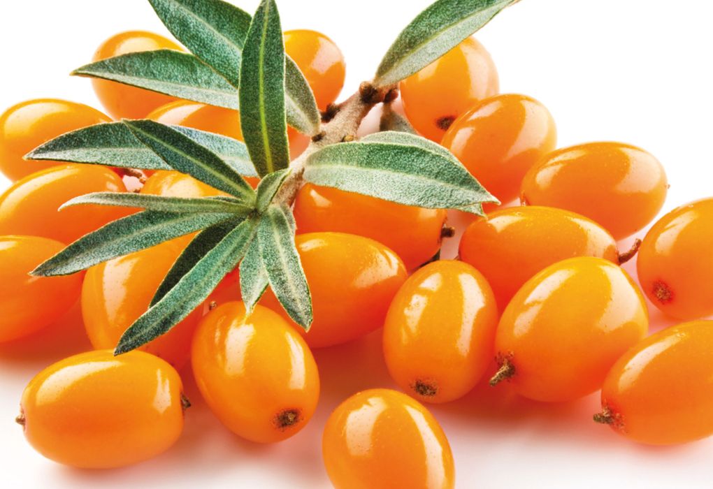 Orangefarbene Sanddornbeeren mit grünen Blättern in Nahaufnahme auf weißem Hintergrund