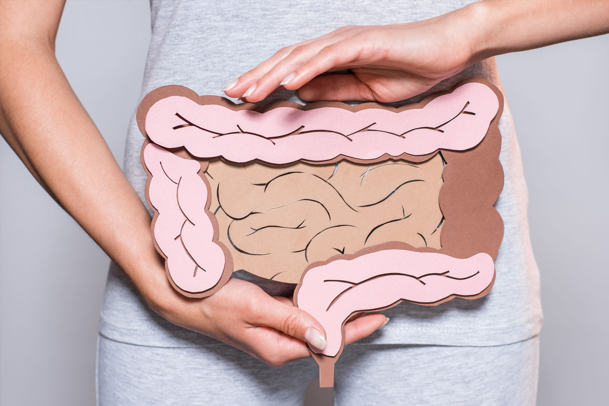 Person hält ein anatomisches Modell des Darms vor den Bauch, Symbol für Verdauungsgesundheit