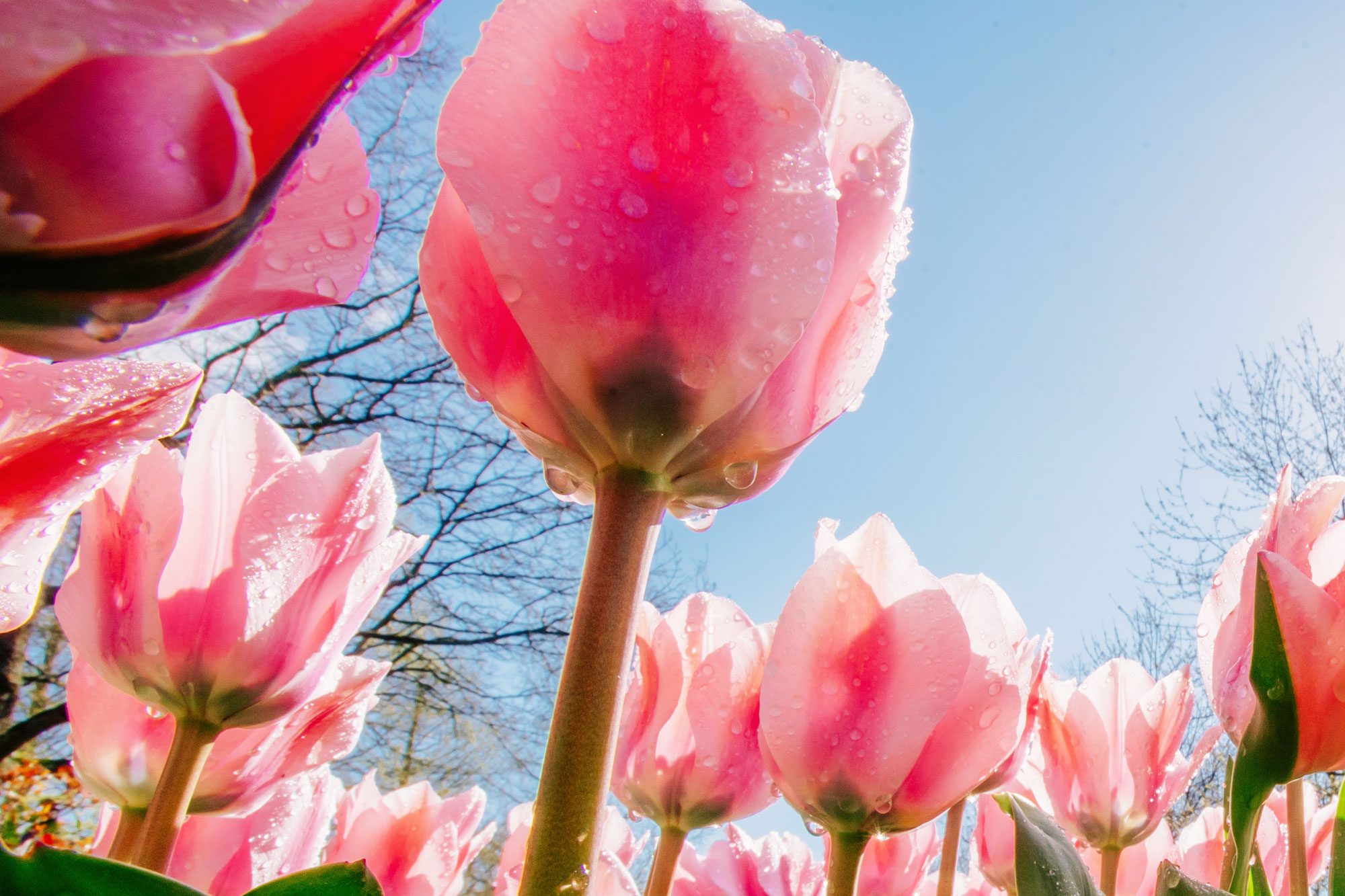 Rosa und rote Tulpen blühen im Sonnenschein vor blauem Himmel