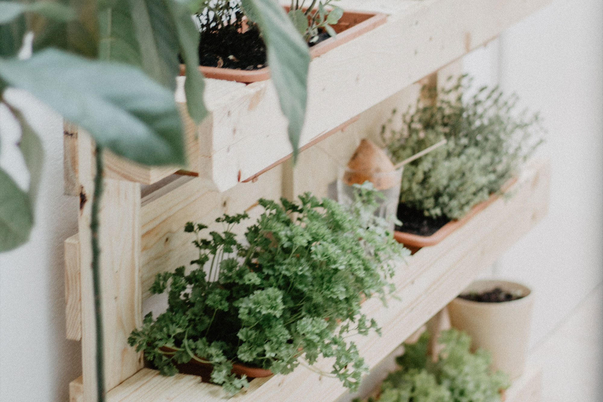 Verschiedene Kräuter wie Basilikum und Thymian wachsen in weißen Pflanzkästen in der Küche