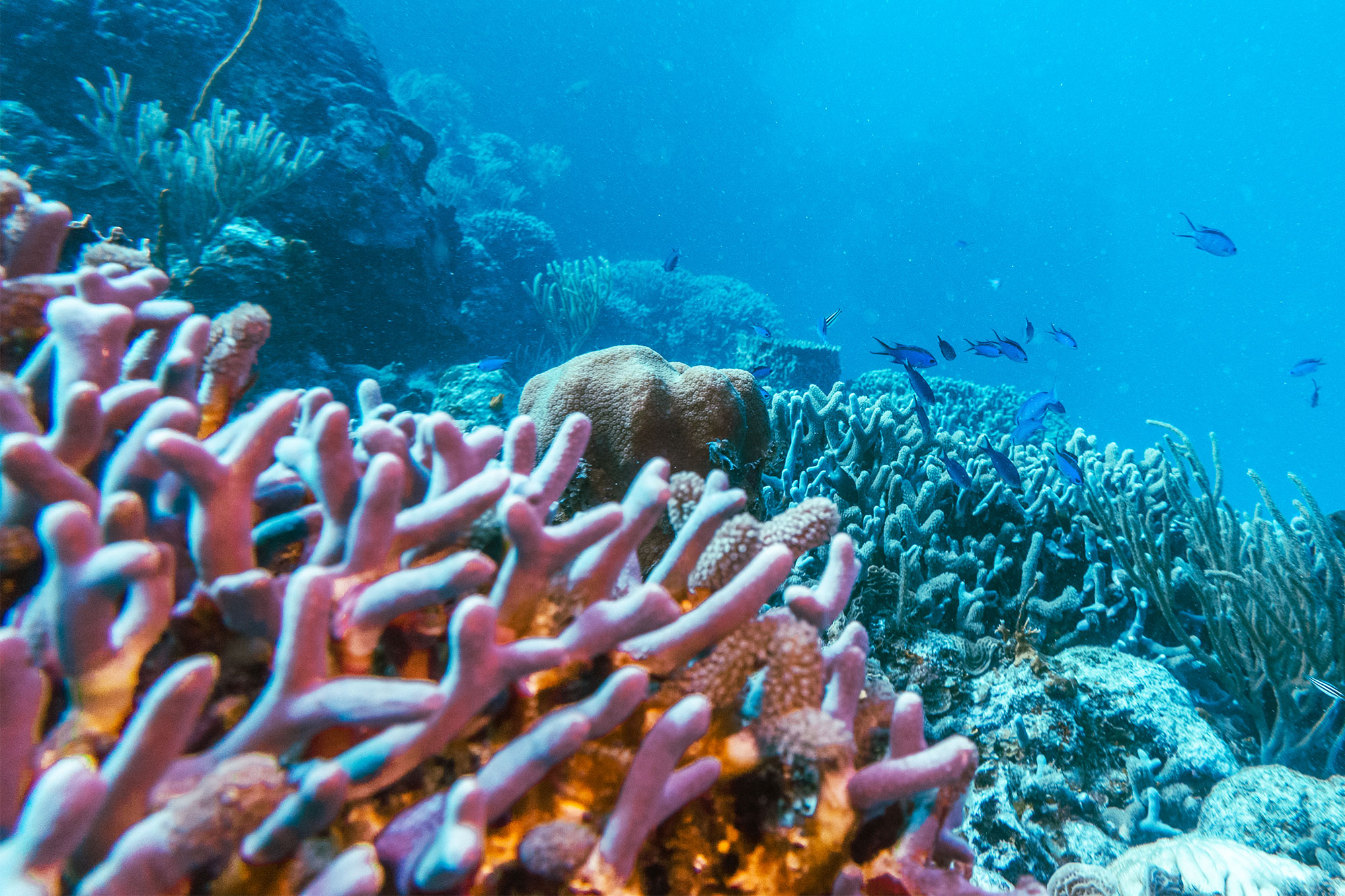 Lebendige Korallenriffe mit Fischen unter Wasser in tropischem Meer