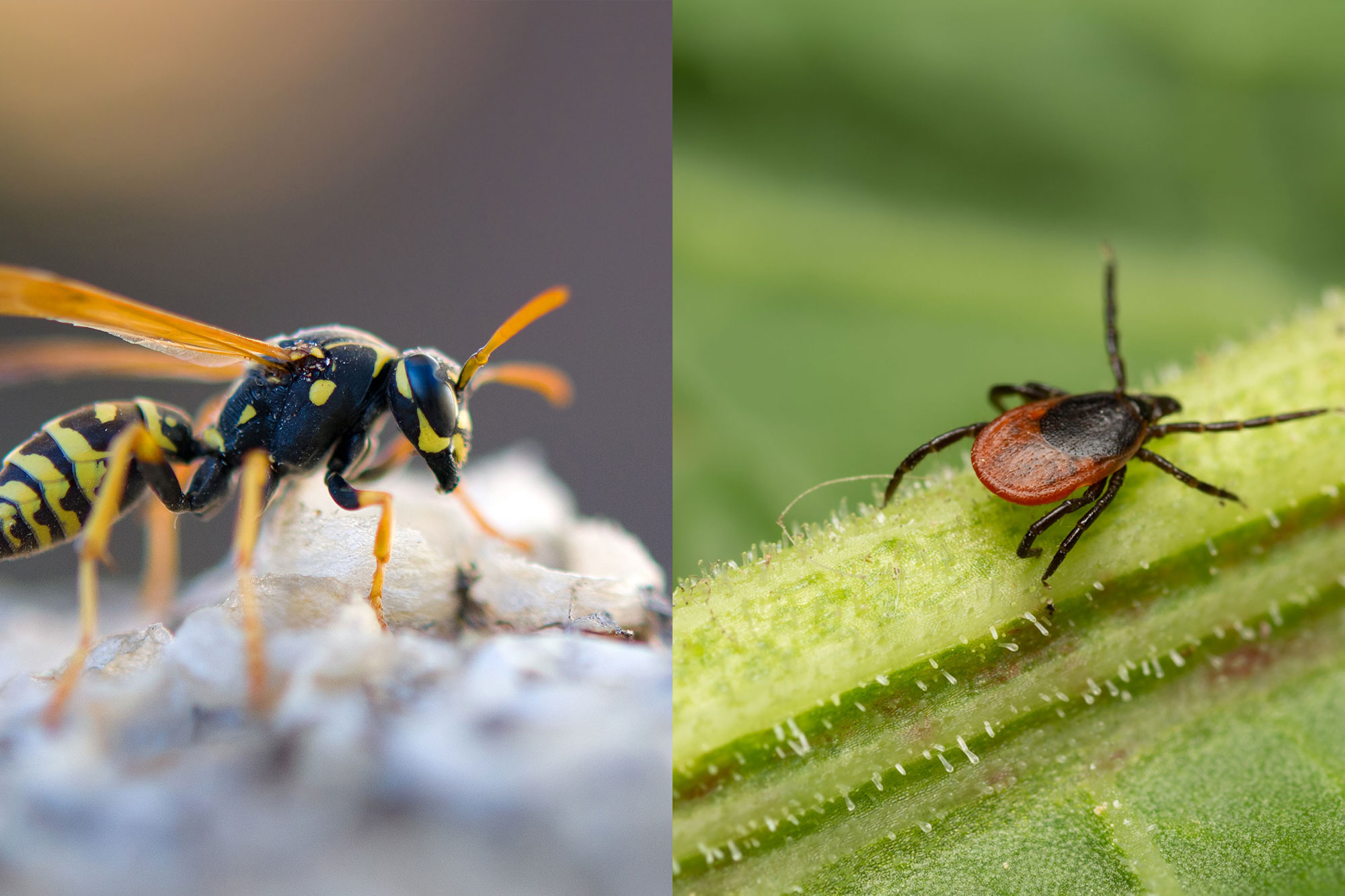 Nahaufnahme einer Wespe und einer Zecke auf Pflanzenstängeln