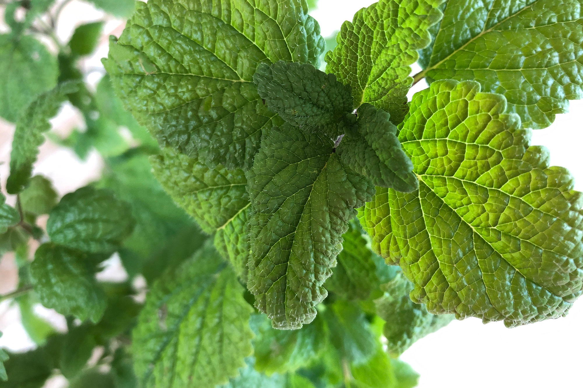 Grünes Blattwerk einer Melissepflanze in Nahaufnahme im natürlichen Licht