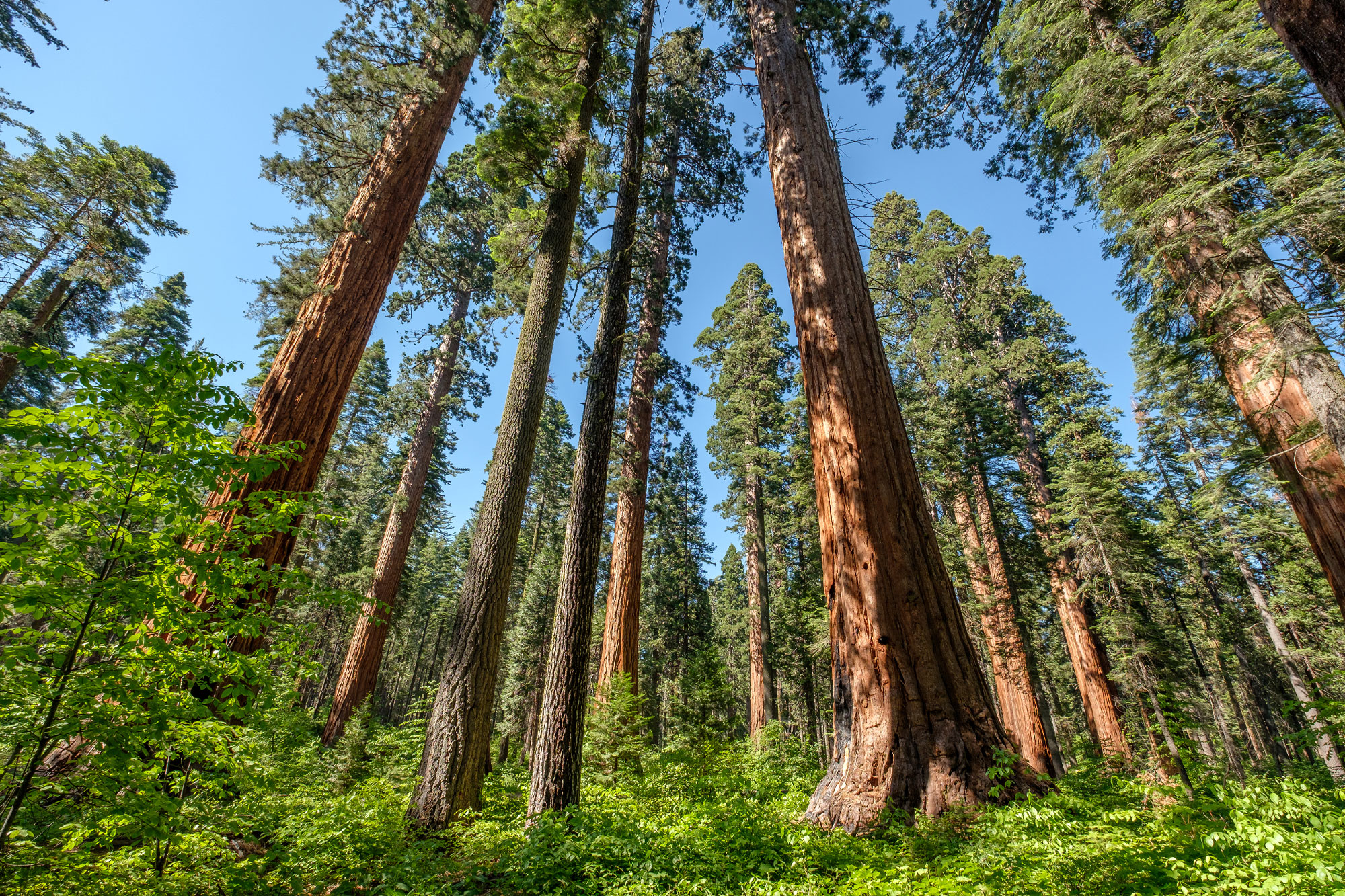Hohe, kräftige Baumstämme ragen in den Himmel, Blickwinkel aus der Froschperspektive im grünen Wald