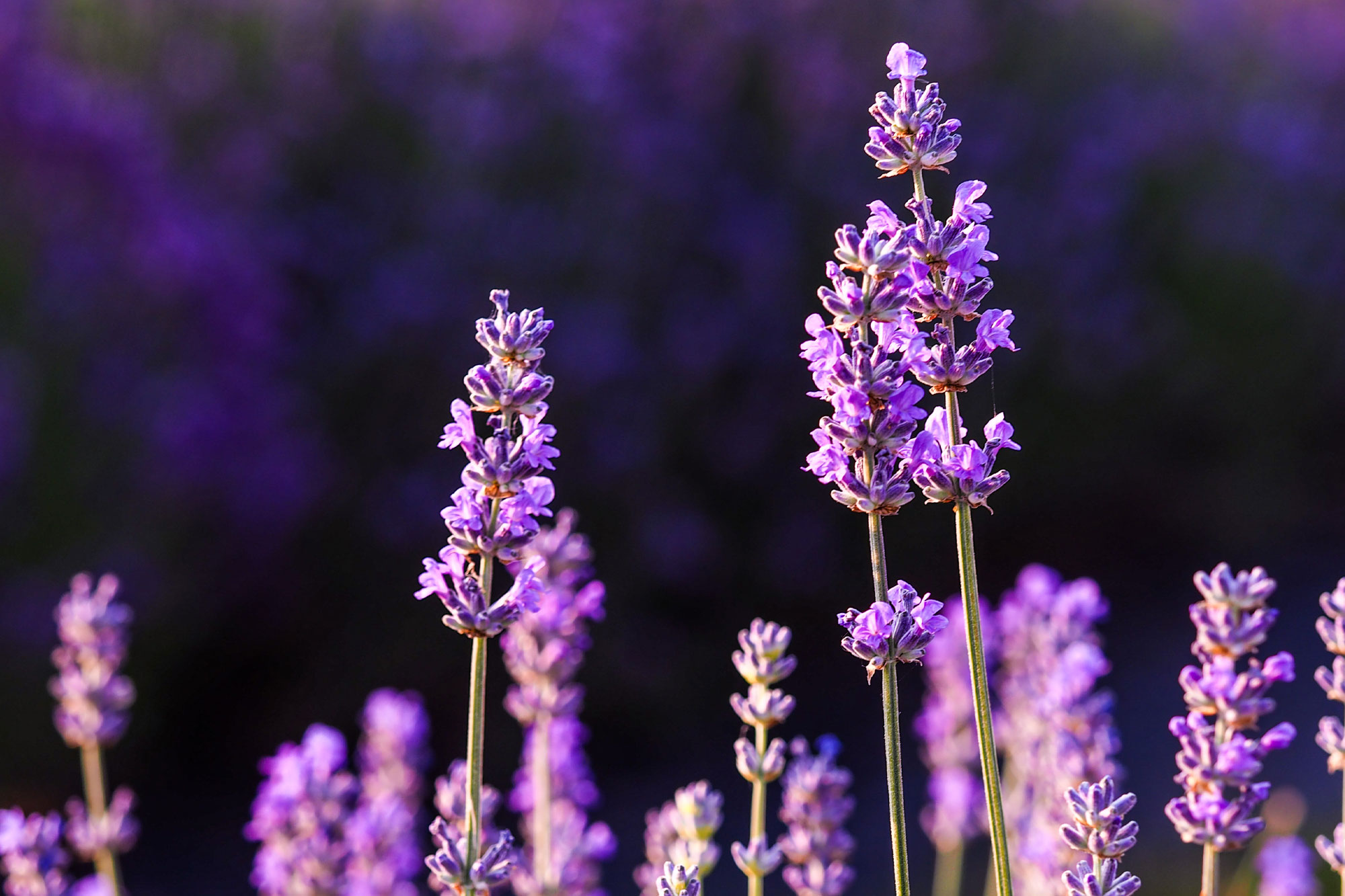 Nahaufnahme von lila blühenden Lavendelblüten auf einem Feld im Sonnenlicht