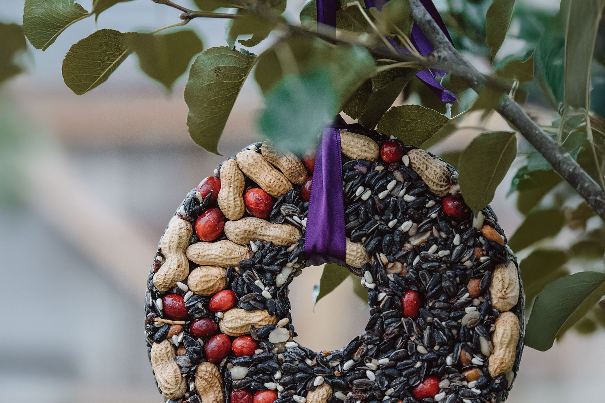 Selbstgemachter Futterring mit Körnern und Samen hängt an einem Baumzweig
