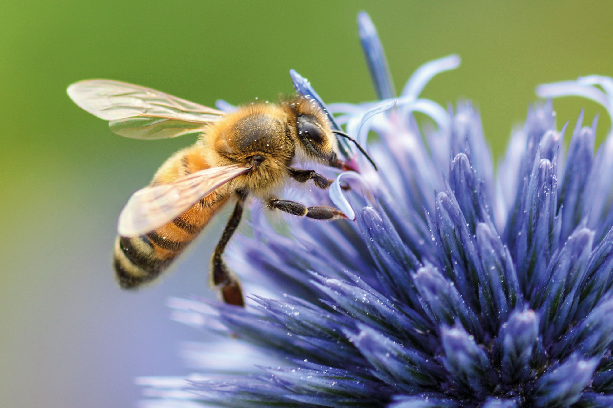 Nahaufnahme einer Honigbiene, die auf einer lila Blüte Nektar sammelt
