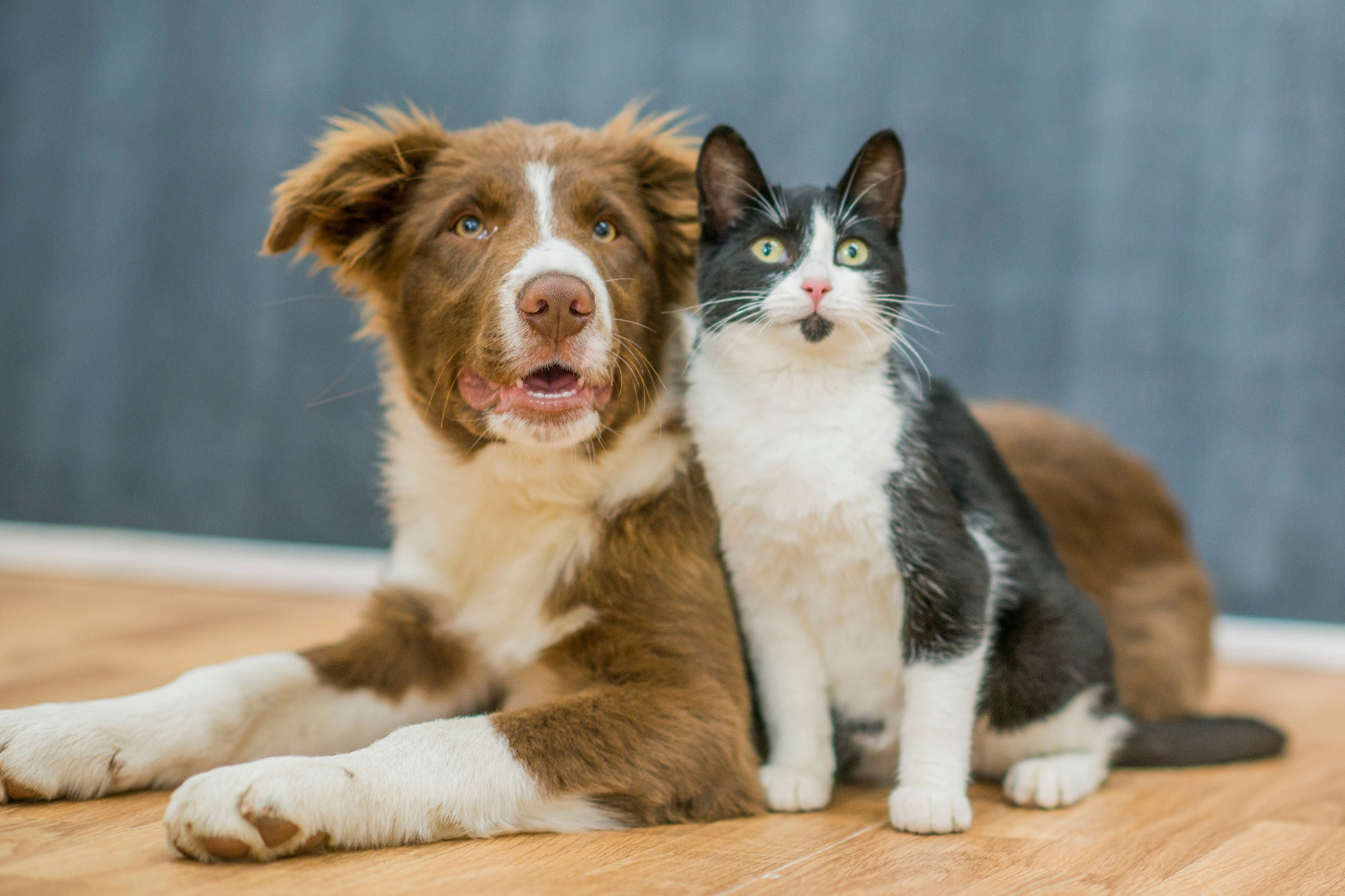 Katze und Hund sitzen nebeneinander